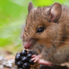 Why Mice and Rats are a Year-Round Problem on Long Island
