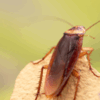 How Humidity Affects Summer Pest Activity on Long Island