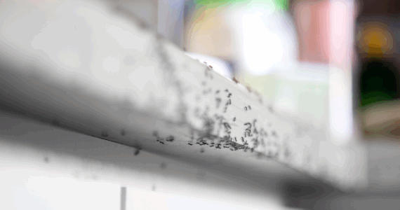 The Ant Invasion is Coming: How to Protect Your Long Island Home | Pest Control Near Me | Knockout Pest Control | NY Pest Control