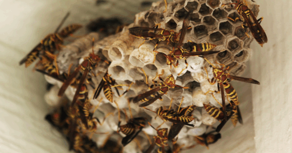 What Happens When You Ignore a Wasp Nest (Hint: It Doesn’t Go Away) | Knockout Pest Control | NY Pest Control Services | Pest Control Near Me