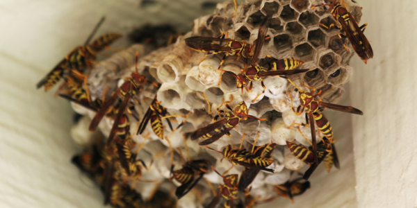 What Happens When You Ignore a Wasp Nest (Hint: It Doesn’t Go Away) | Knockout Pest Control | NY Pest Control Services | Pest Control Near Me