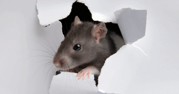 The Early Signs of Rodents You Shouldn’t Ignore This Fall | Knockout Pest Control | NY Pest Control Services