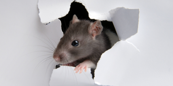 The Early Signs of Rodents You Shouldn’t Ignore This Fall | Knockout Pest Control | NY Pest Control Services
