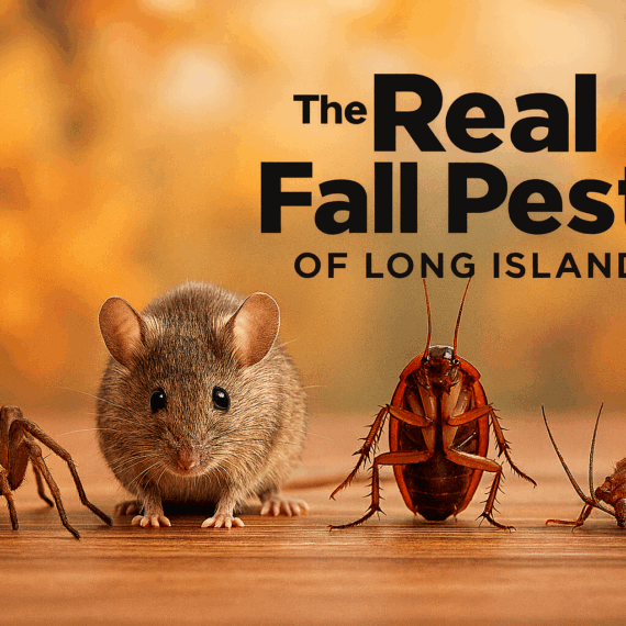 The Real Fall Pests of Long Island | Knockout Pest Control | NY Pest Control