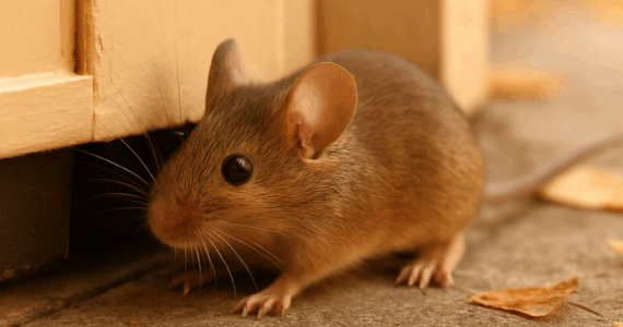The Great Rodent Move-In: Why October Is Prime Time for Mice on Long Island | Knockout Pest Control | New York Pest Control