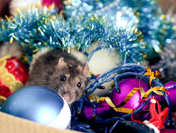 How Post-Holiday Clutter Attracts Rodents and Roaches | Knockout Pest Control | Pest Control Near Me