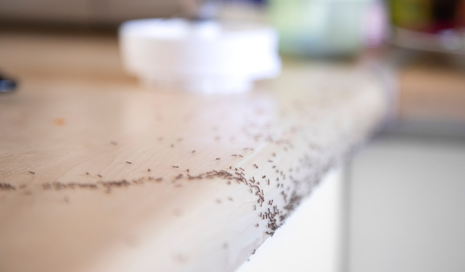 Ant Invasions Are Surging on Long Island & New York Areas. Here’s How to Stop Them Before They Start | Knockout Pest Control