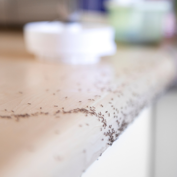 Ant Invasions Are Surging on Long Island & New York Areas. Here’s How to Stop Them Before They Start | Knockout Pest Control