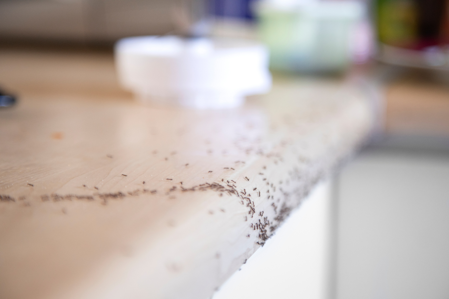 Ant Invasions Are Surging on Long Island & New York Areas. Here’s How to Stop Them Before They Start | Knockout Pest Control