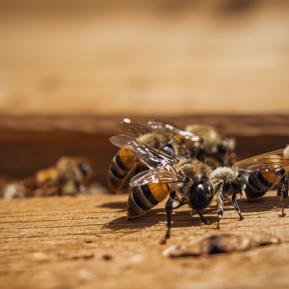 Carpenter Bees Are Drilling Into Your Home Right Now. See What New York Homeowners Need to Know | Knockout Pest Control