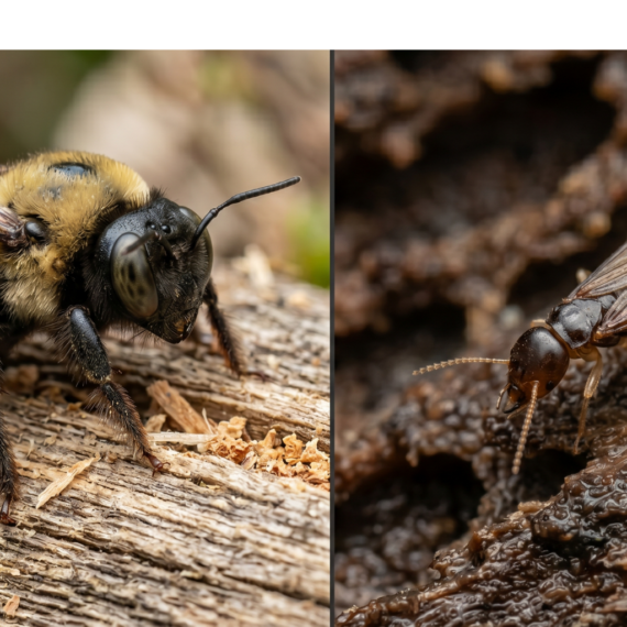 The Silent Destroyers: How to Tell If Carpenter Bees or Termites Are Eating Away at Your Home | Knockout Pest Control