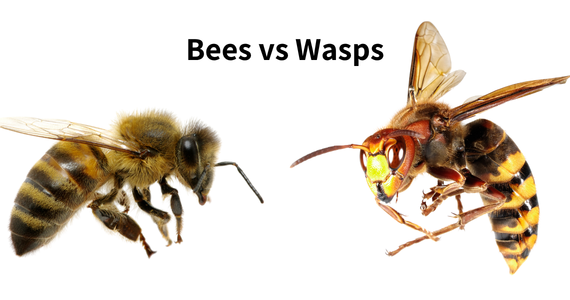Bees vs. Wasps: How to Tell What's Nesting Around Your New York Home This Summer