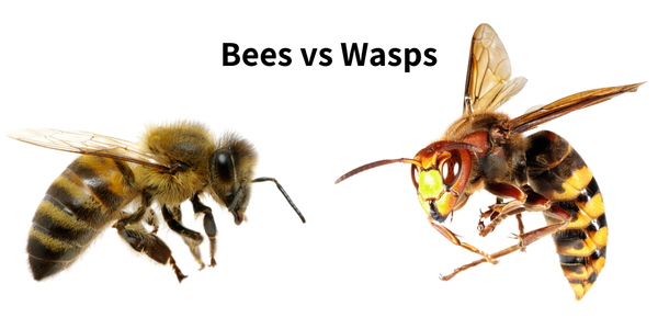 Bees vs. Wasps: How to Tell What's Nesting Around Your New York Home This Summer