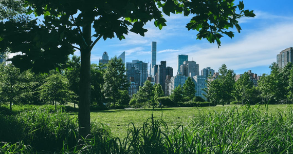 How New York's Summer Heat and Humidity Are Driving Pests Straight Into Your Home
