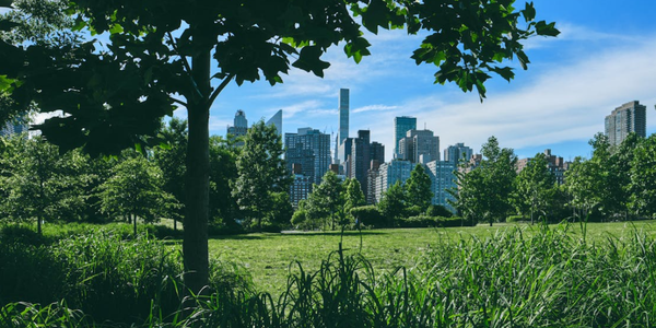How New York's Summer Heat and Humidity Are Driving Pests Straight Into Your Home
