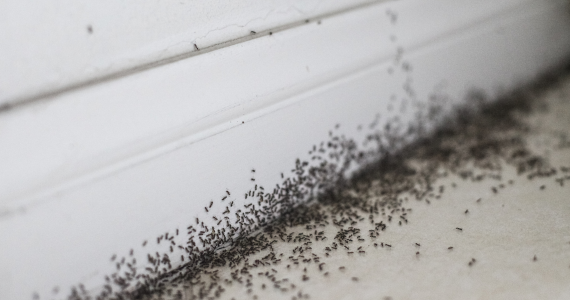 New York's Ant Problem Peaks in June. Here's How to Keep Them Out for Good