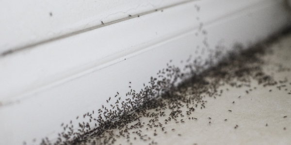 New York's Ant Problem Peaks in June. Here's How to Keep Them Out for Good