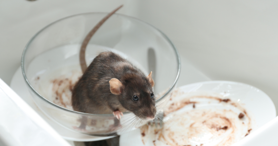 Mice and Rats Don't Disappear in Summer. Here's Why Year-Round Protection Matters