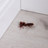 What Happens If Pests Get Into Your Home While You’re Away