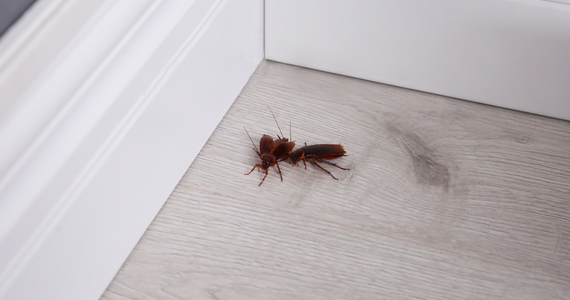 What Happens If Pests Get Into Your Home While You're Away