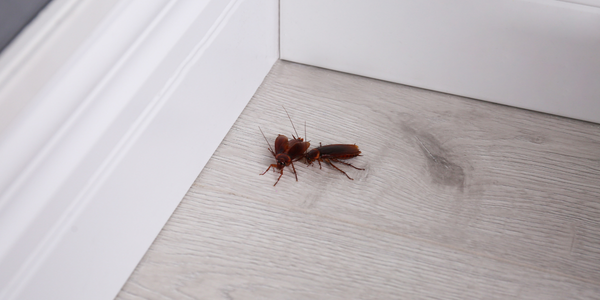 What Happens If Pests Get Into Your Home While You're Away