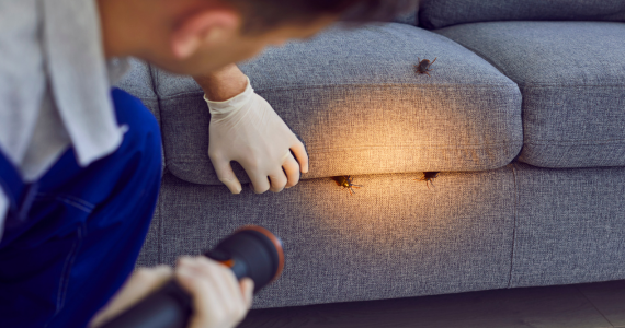 Why Empty Homes Can Still Attract Pests While You're Away
