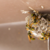 Why Wasps, Hornets, and Yellow Jackets Are More Active in Summer