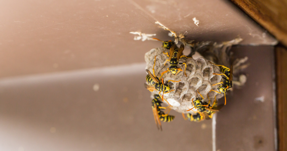 Why Wasps, Hornets, and Yellow Jackets Are More Active in Summer
