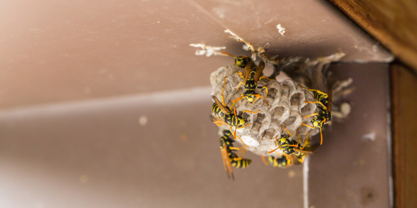 Why Wasps, Hornets, and Yellow Jackets Are More Active in Summer