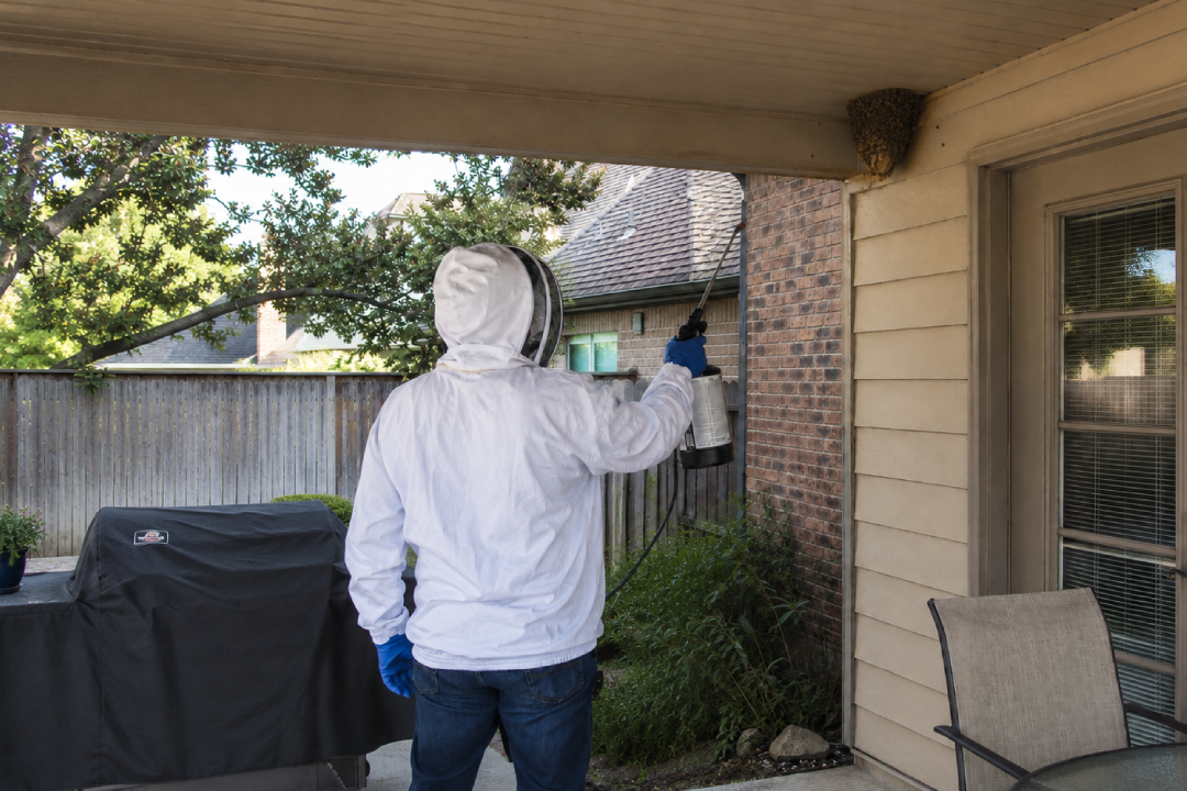 Yellow Jacket Control New York | Knockout Pest Control