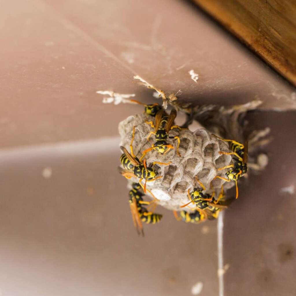 Yellow Jacket Control New York | Knockout Pest Control