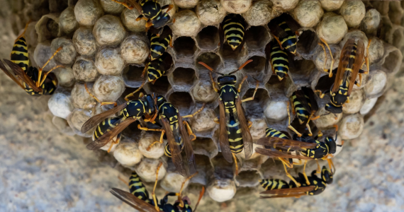 The Most Common Places Wasps Build Nests Around New York Homes