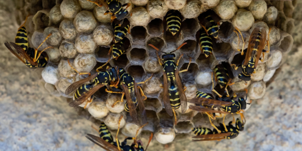 The Most Common Places Wasps Build Nests Around New York Homes