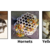 Wasps vs. Hornets vs. Yellow Jackets: What New York Homeowners Should Know