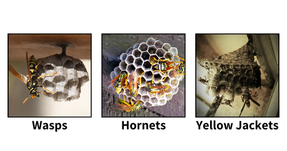 Wasps vs. Hornets vs. Yellow Jackets: What New York Homeowners Should Know