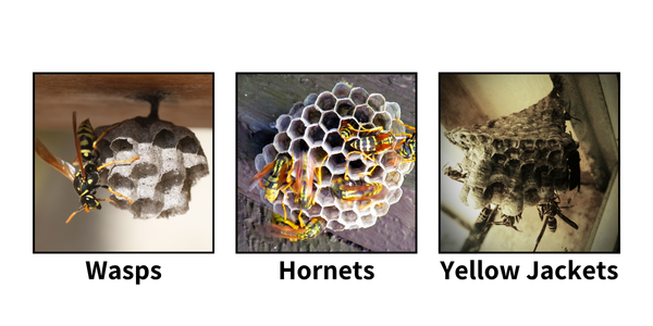 Wasps vs. Hornets vs. Yellow Jackets: What New York Homeowners Should Know