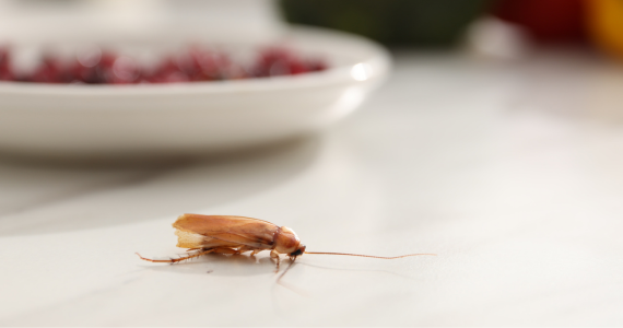 Why Pests Keep Coming Back After DIY Treatments