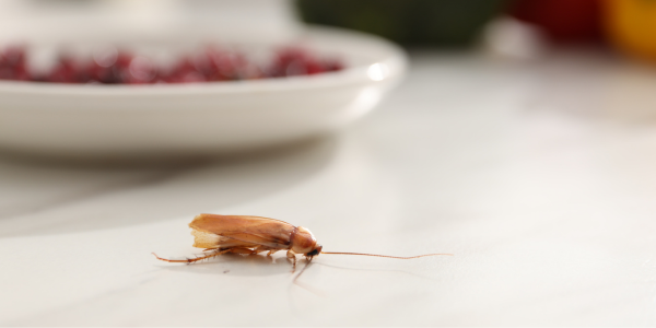 Why Pests Keep Coming Back After DIY Treatments