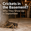 Crickets in the Basement? Why They Show Up in September