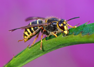 Knockout Pest Images - hornet